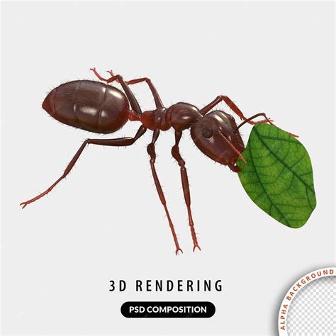 Premium PSD | Ant 3d models
