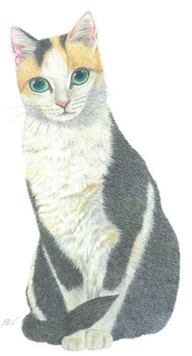 Download Calico Cat Illustration Png