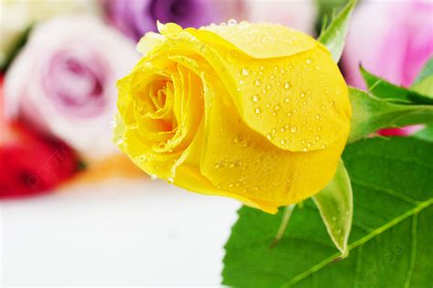 Yellow Rose Photography Background, Valentine S Day, Yellow, Rose ...