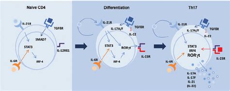 Cytokines Il 21 Il 6 Tgf β Acting On The Receptors Of Naive T Cells