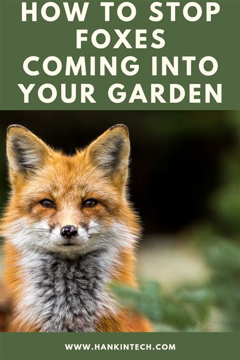 How To Stop Foxes From Coming Into Your Garden Artofit