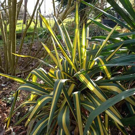 Yucca Filamentosa Color Guard Yucca Filamenteux