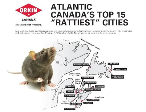 Four Nb Cities Make Rattiest List In Atlantic Canada Country 94