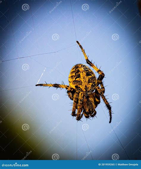 Close Up Spider, Neoscona Crucifera, an Orb-weaver Spider in a Fine ...