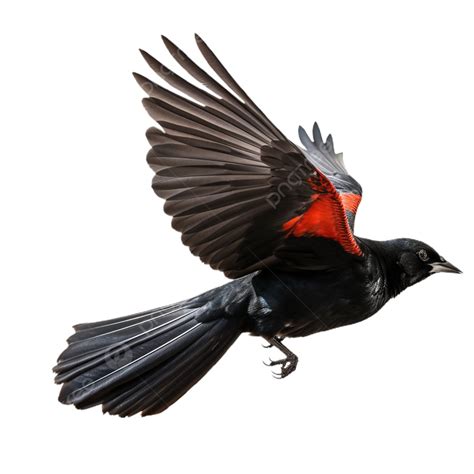 El Mirlo De Alas Rojas En Un Ejemplar Relajante PNG Plumas Pájaro