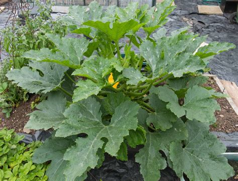 How To Prune Zucchini