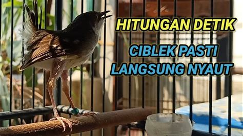 Ciblek Semi Gacor Tarung Nembak Nembak Emosi Untuk Pancingan Ciblek