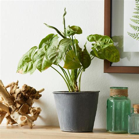 The Arrowhead Plant Benefits Care Tips Tricks More