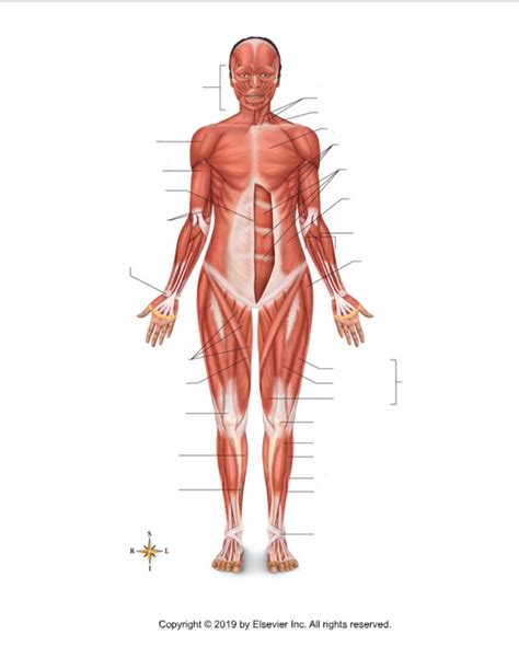 Anterior Muscular System Diagram Quizlet