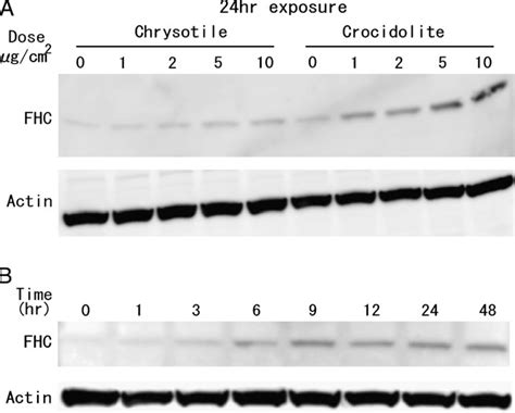 Figure From Potential Role Of Ferritin Heavy Chain In Oxidative