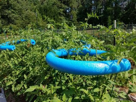 Why You Should Use Pool Noodles In Your Garden Pool Noodle Gardening