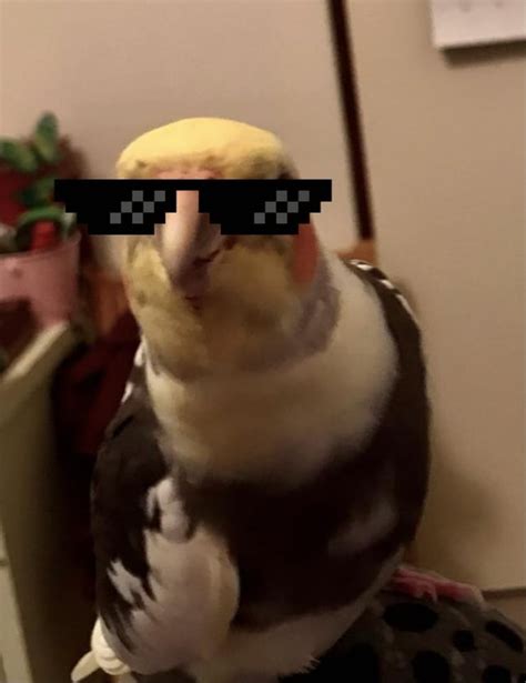 Bird Got Swag Rswag