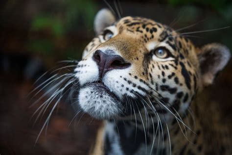 Wild Jaguar In De Wildernis Van Belize Stock Afbeelding Image Of