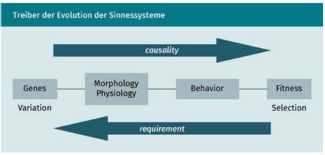 Allgemeine Sinnesphysiologie Karteikarten Quizlet