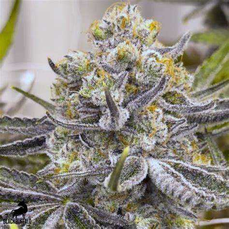 Hawaiian Lion Beleaf Feminized Seeds Blackbuffalo