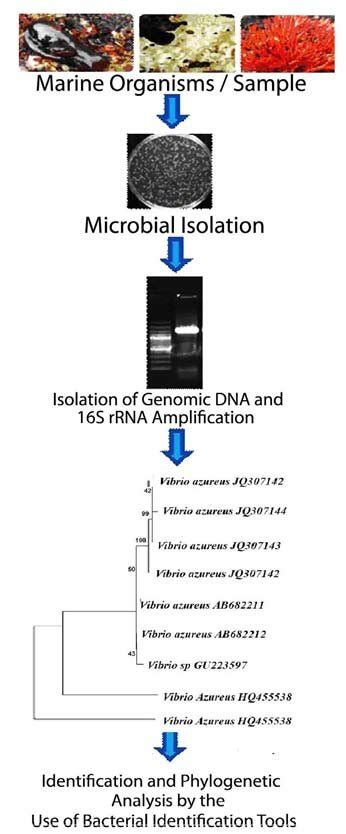 Schematic Representation Of Microbial Isolation From Marine Organisms