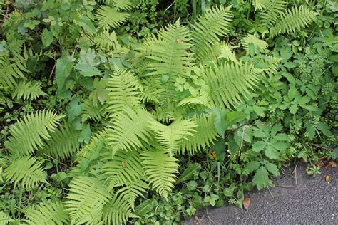 Athyrium filix-femina