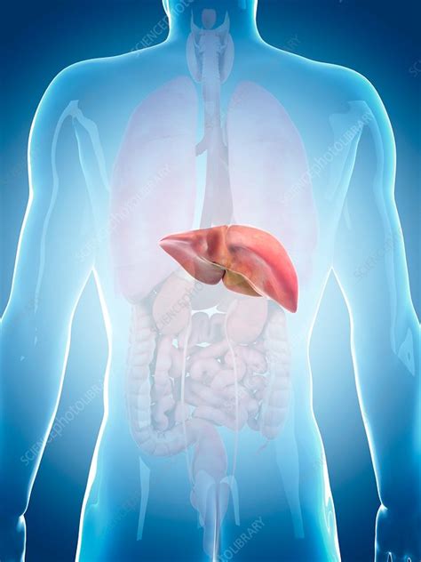 Human Liver Stock Image F016 2169 Science Photo Library