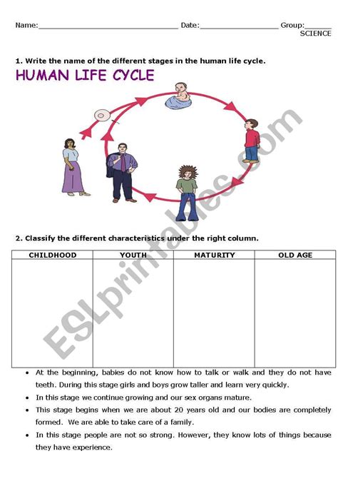 Four Stages Of Human Life Cycle Activity Worksheets