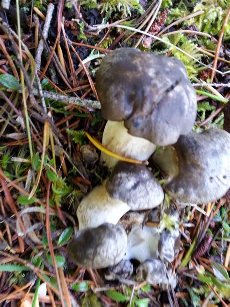 Several Mushrooms Are Growing On The Ground