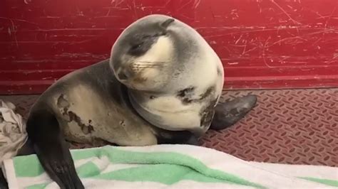 Adorable Seal Pup Rescued by Firefighters in California - Videos from ...