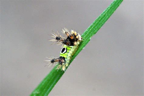 7 Poisonous Caterpillars In Florida Venomous Wildlife Informer