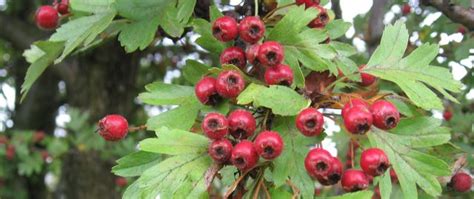 Hawthorn — Elise Krohn Wild Foods And Medicines