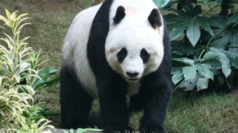 Chinese Pandas Arrive In Qatar