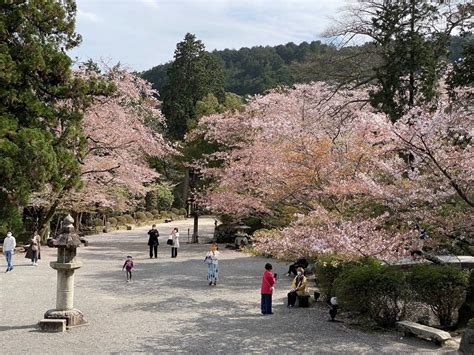 園城寺（三井寺）の御朱印・アクセス情報（滋賀県三井寺駅）（天台寺門宗）ホトカミ