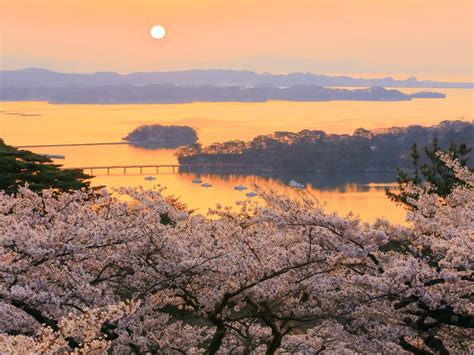 Top places in Japan to see cherry blossoms | Booking.com