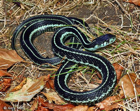 Puget Sound Gartersnake Thamnophis Sirtalis Pickeringii