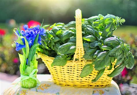 Basil health benefits and properties, and ideas to prepare it