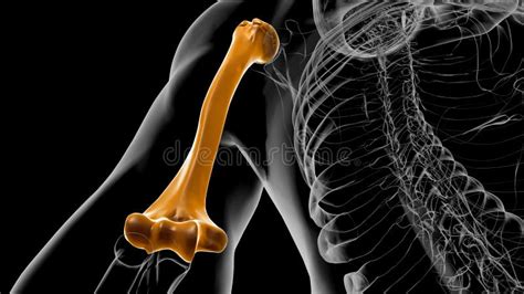 Human Skeleton Anatomy Humerus Bone D Rendering Stock Illustration