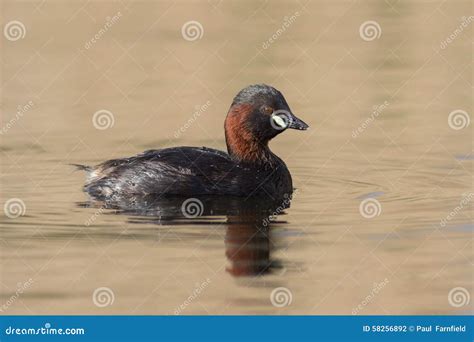 Little Grebe stock photo. Image of mallard, ripples, ruficollis - 58256892