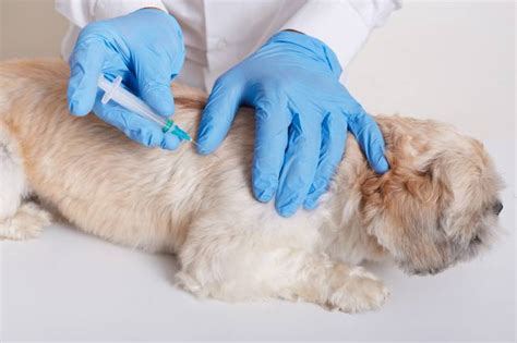 Le pyomètre chez la chienne causes symptômes traitement