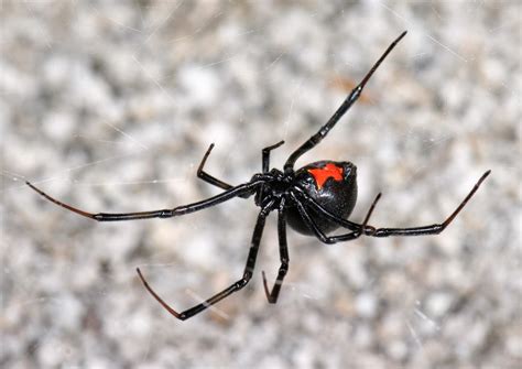 Araña viuda negra: Carácterísticas, picadura, veneno, sintomas y más