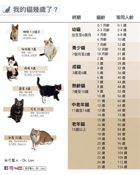 猫一岁等于人的几岁？猫咪可以活多久？腾讯新闻