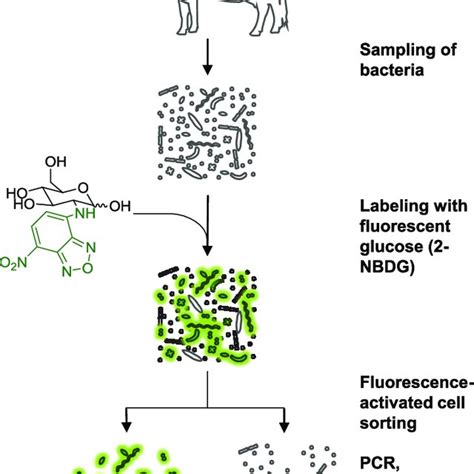 Flow Cytometry Histogram Showing Bacteria Labeled With Nbdg And Their