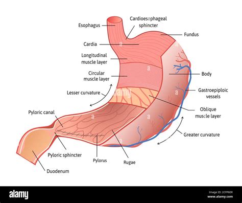 Anatomie De L Estomac Humaine Isol E Sur Fond Blanc Estomac Et Ses