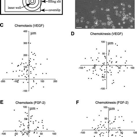 Vegf Stimulates Chemotaxis Of Neural Progenitors A Schematic