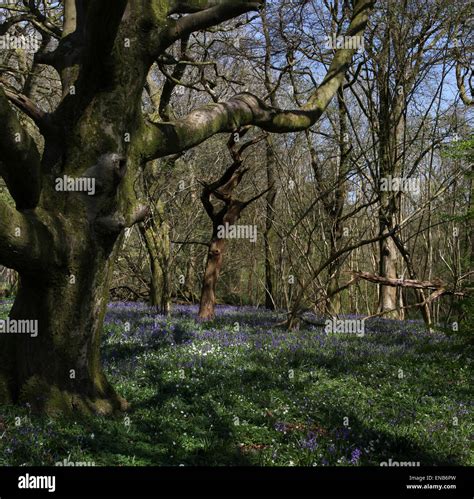 English Bluebell Wood Stock Photo Alamy