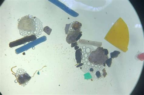 Scientists Develop Model To Predict And Simulate Microplastic Transport In South Australian Waters