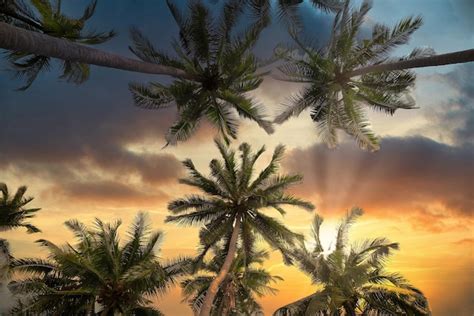 Palmeras De Coco De Silueta En La Playa Al Atardecer Tono Vintage