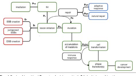 Figure 1 from Modeling Cell Reactions to Ionizing Radiation: From a Lesion to a Cancer ...