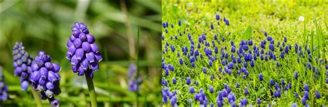 Types Of Purple Wildflowers