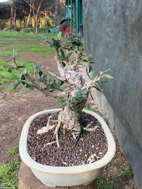 Bonsai Ulivo Olea Europaea Cm Italia Catawiki