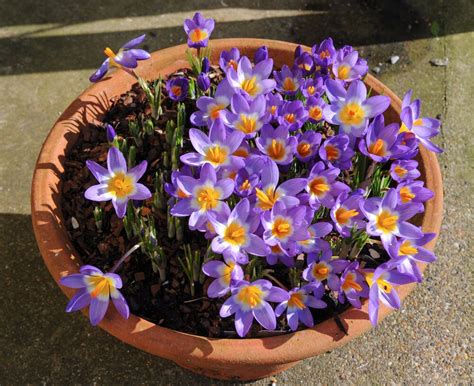 Krokus Sieberi Tricolor Bollen Bloembollen Kopen Goedkoop