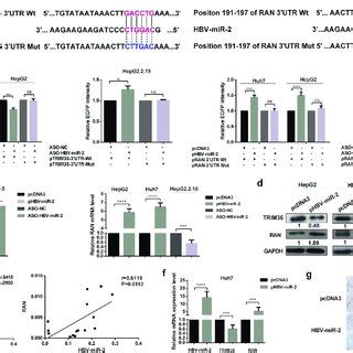 HBV MiR 2 Suppresses TRIM35 Expression But Upregulates RAN Expression