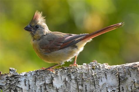 Female Northern Cardinal Bird Free Photo On Pixabay Pixabay