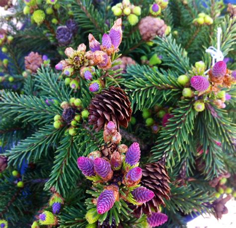 Picea Abies Cultivar Unknown